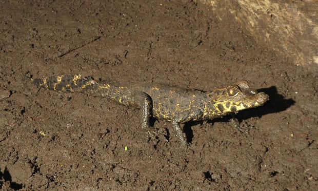 Bí ẩn loài cá sấu màu da cam kỳ dị, chuyên ăn dơi và sống trong hang sâu ở Gabon - Ảnh 7.