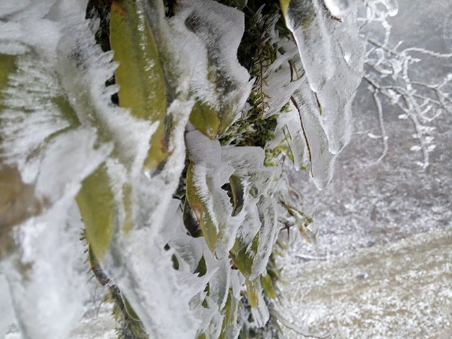 Chùm ảnh: Tuyết đã rơi trên vùng cao Y Tý, cây cối bao phủ bởi băng tuyết dày - Ảnh 6.
