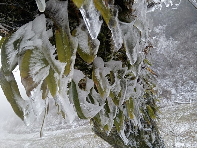 Chùm ảnh: Tuyết đã rơi trên vùng cao Y Tý, cây cối bao phủ bởi băng tuyết dày - Ảnh 7.