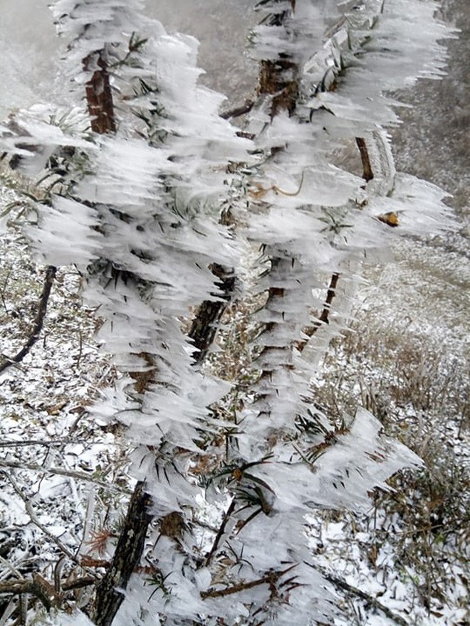 Chùm ảnh: Tuyết đã rơi trên vùng cao Y Tý, cây cối bao phủ bởi băng tuyết dày - Ảnh 8.