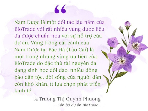 Cát cánh – cây dược liệu tím biếc giúp người dân Bắc Hà đổi đời - Ảnh 11.