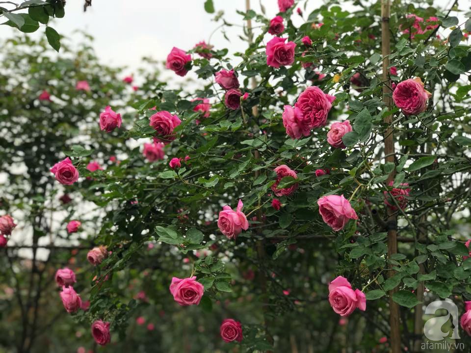 Choáng ngợp trước vườn hoa hồng vài nghìn gốc của mẹ trẻ xinh đẹp ...