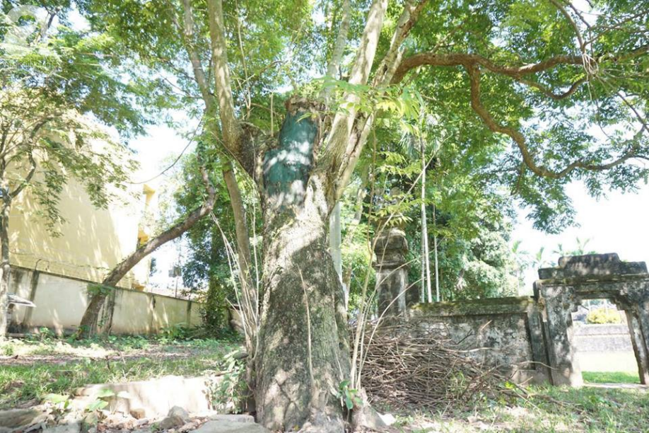 Hà Nội: Công an trực chiến ngày đêm bảo vệ 3 cây sưa hơn 100 năm tuổi trị giá hàng trăm tỷ đồng - Ảnh 1.
