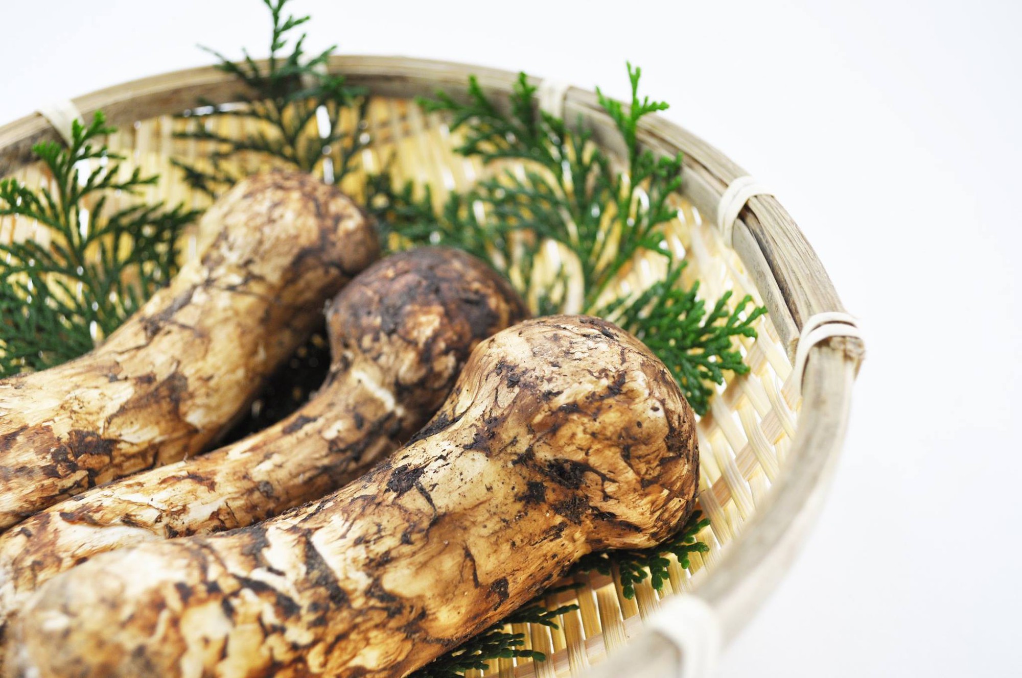 Khám phá matsutake loại nấm đắt nhất thế giới mang trọn vẹn hương vị