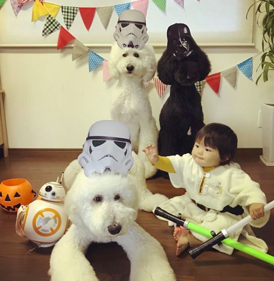 Em bé Nhật Bản nhỏ xíu bên chú Poodle to đùng là cặp đôi ngôi sao mới nổi trên Instagram - Ảnh 11.