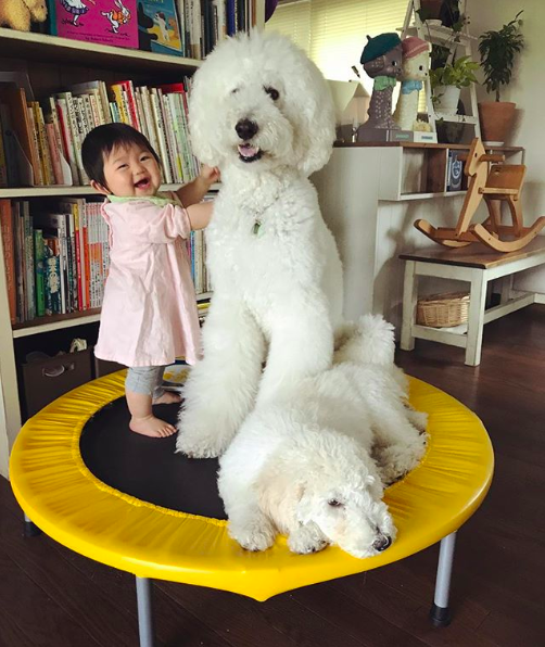 Em bé Nhật Bản nhỏ xíu bên chú Poodle to đùng là cặp đôi ngôi sao mới nổi trên Instagram - Ảnh 7.