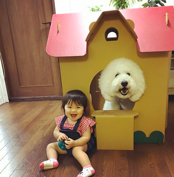 Em bé Nhật Bản nhỏ xíu bên chú Poodle to đùng là cặp đôi ngôi sao mới nổi trên Instagram - Ảnh 8.