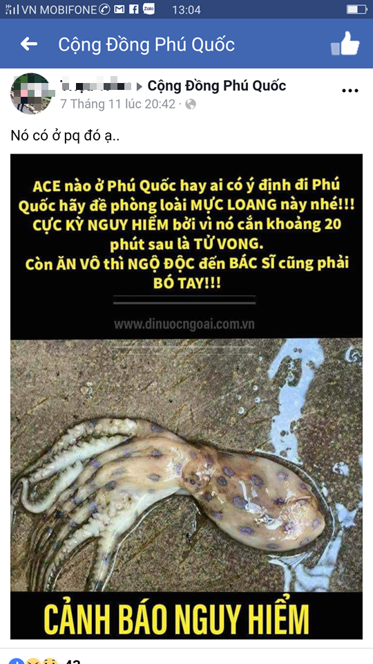 Không có chuyện xuất hiện loài mực gây chết người ở Phú Quốc - Ảnh 1.