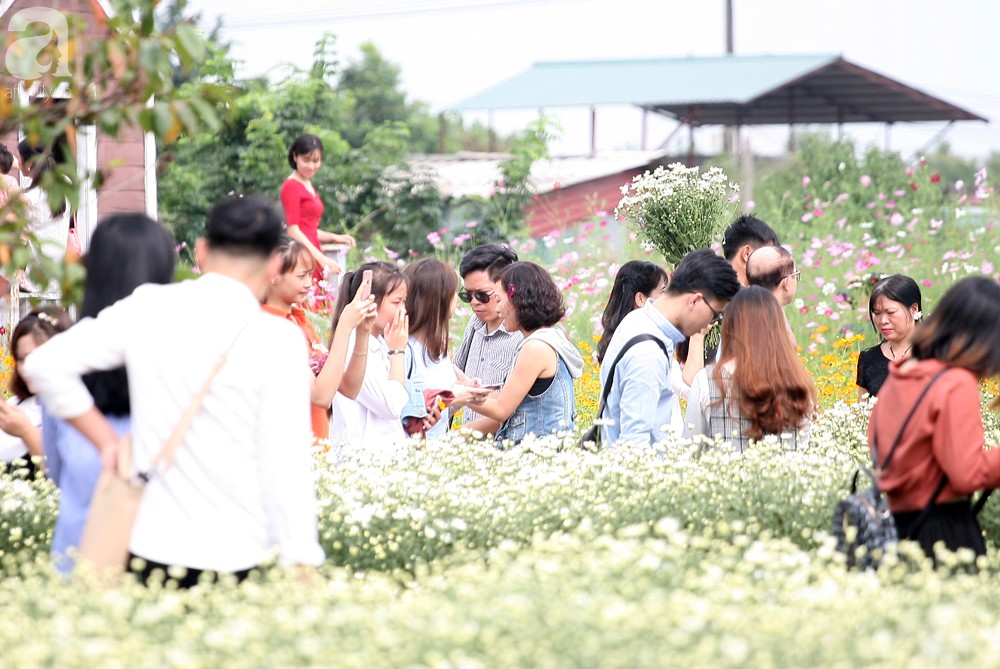 Phụ nữ, trẻ em chen nhau tạo dáng chụp ảnh kín đặc vườn cúc họa mi Nhật Tân - Ảnh 4.
