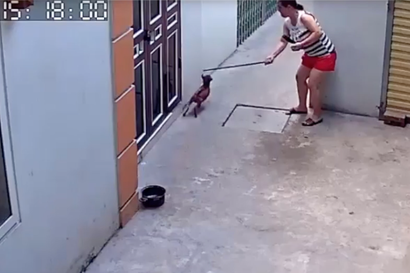 Đỉnh cao sân si: Người phụ nữ đứng chờ đầu ngõ rồi tung gậy hạ knock out một chú chó - Ảnh 1. Đỉnh cao sân si: Người phụ nữ đứng chờ đầu ngõ rồi tung gậy hạ knock out một chú chó - Ảnh 1.