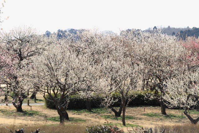 “Theo dấu” hoa anh đào nhật bản chỉ từ 23 triệu tại ngày hội Fukushima - Ảnh 3.