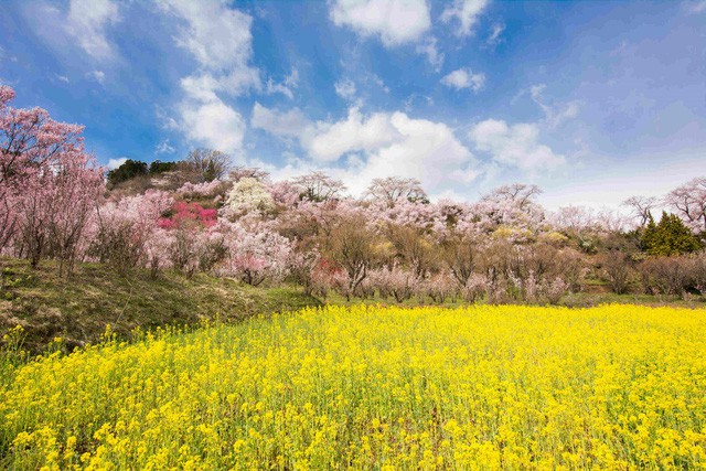 “Theo dấu” hoa anh đào nhật bản chỉ từ 23 triệu tại ngày hội Fukushima - Ảnh 4.