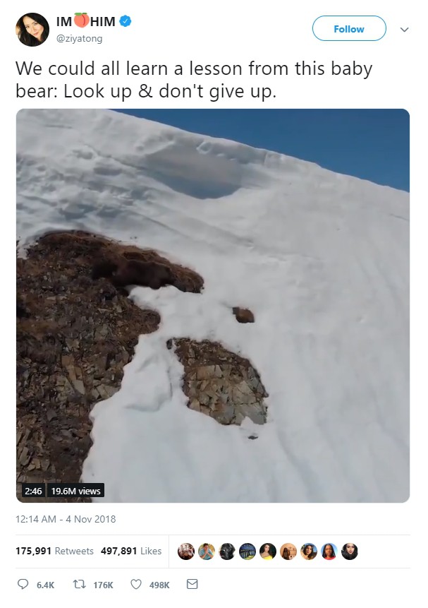 Đoạn clip chú gấu con leo núi truyền cảm hứng cho hàng triệu dân mạng với thông điệp Đừng bao giờ bỏ cuộc nhé!!! - Ảnh 4.