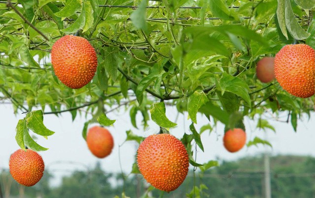 Gấc đã tốt, gấc hữu cơ còn tốt hơn - Ảnh 1. Gấc đã tốt, gấc hữu cơ còn tốt hơn - Ảnh 1.