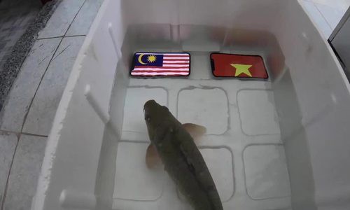 Ảnh chế các nhà tiên tri hài hước trước giờ bóng lăn trận chung kết lượt về Việt Nam - Malaysia gây sốt - Ảnh 6. Ảnh chế các nhà tiên tri hài hước trước giờ bóng lăn trận chung kết lượt về Việt Nam - Malaysia gây sốt - Ảnh 6.