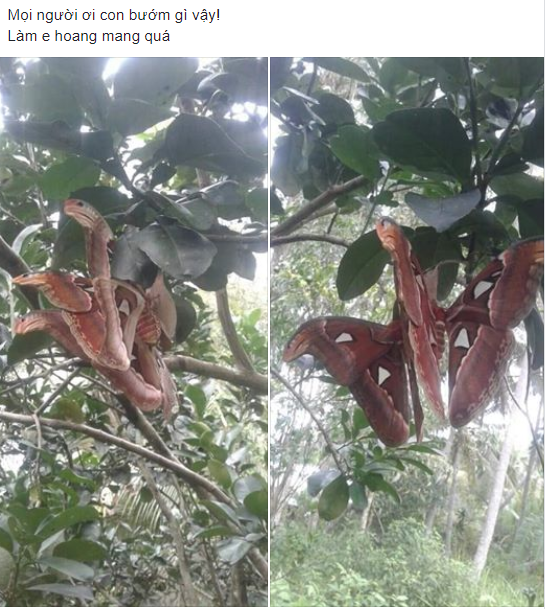 Bức ảnh sinh vật lạ bươm bướm lai rắn nâu đậu trên cây bưởi khiến dân mạng hoang mang tranh cãi - Ảnh 1.
