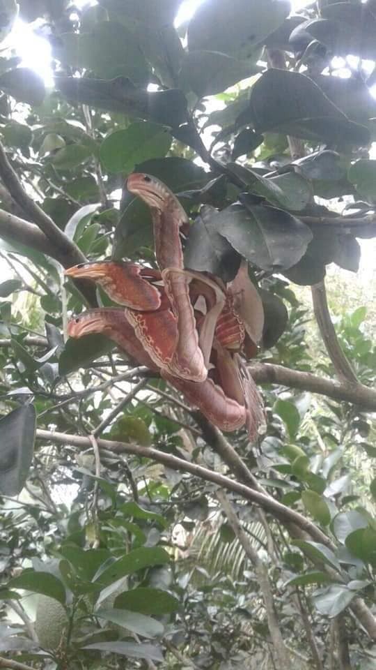 Bức ảnh sinh vật lạ bươm bướm lai rắn nâu đậu trên cây bưởi khiến dân mạng hoang mang tranh cãi - Ảnh 2.
