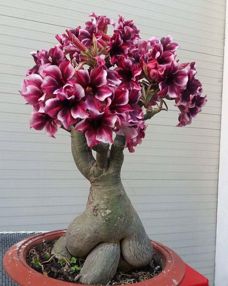 Ngất ngây với 15 chậu hoa bonsai mini siêu đẹp để trang trí nhà ...