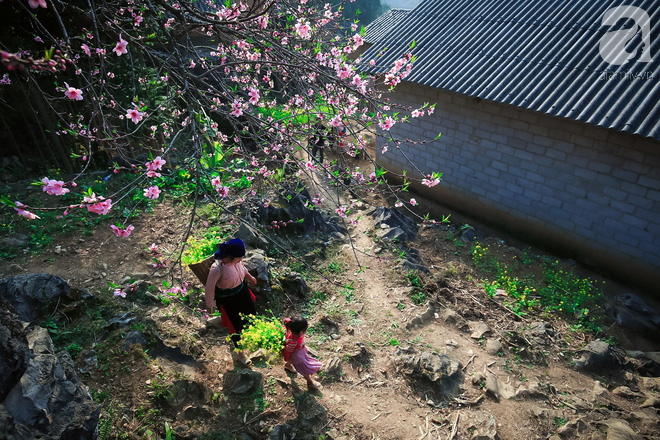 Đào rừng bung nở, gọi mùa xuân đẹp lịm tim trong những bản làng Hà Giang - Ảnh 12.