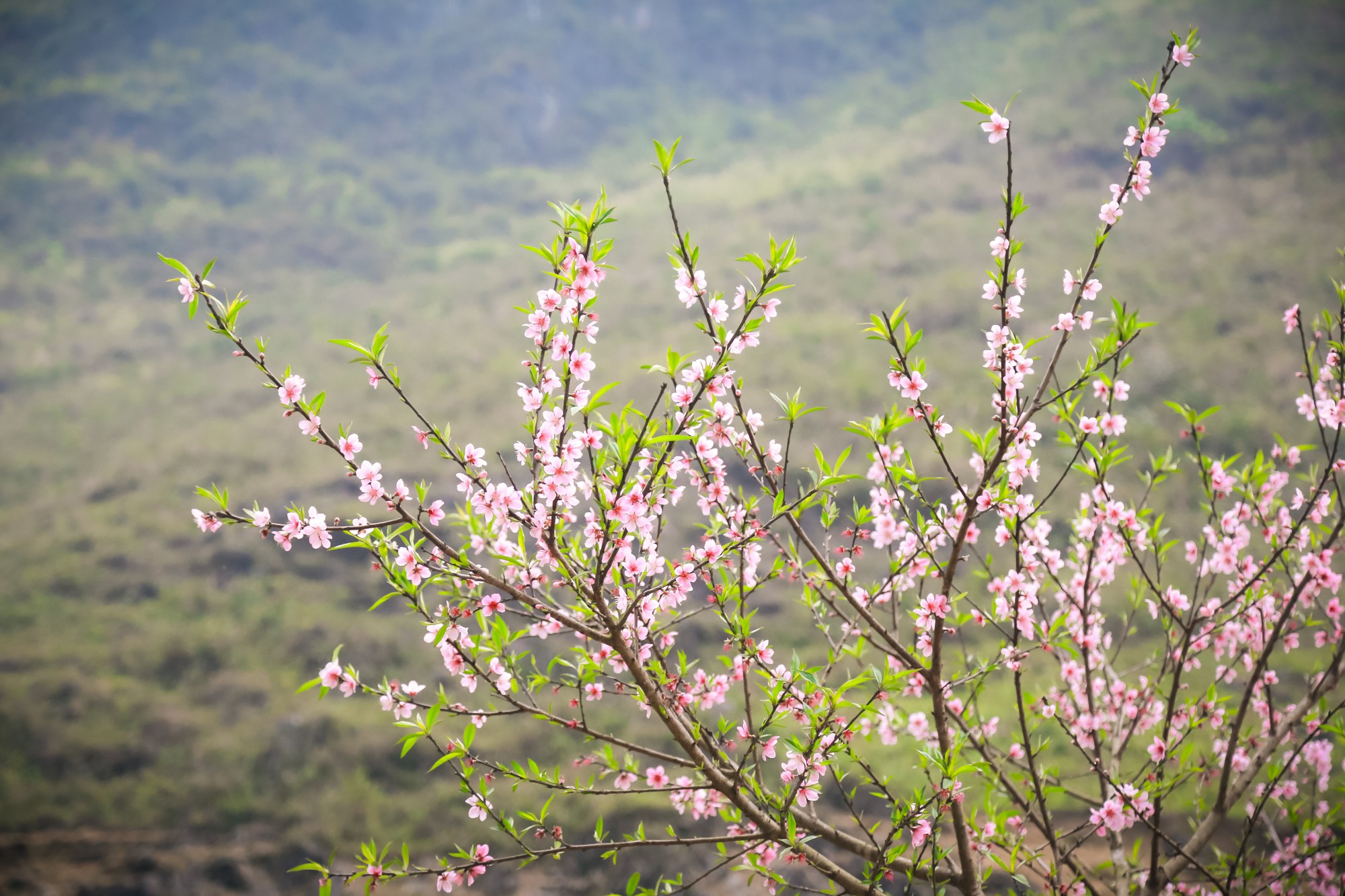 Đào rừng bung nở, gọi mùa xuân đẹp lịm tim trong những bản làng Hà ...