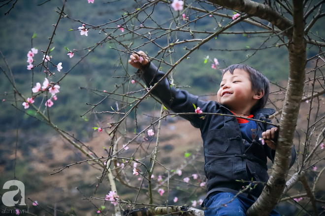 Đào rừng bung nở, gọi mùa xuân đẹp lịm tim trong những bản làng Hà Giang - Ảnh 3.