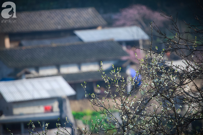 Đào rừng bung nở, gọi mùa xuân đẹp lịm tim trong những bản làng Hà Giang - Ảnh 5.