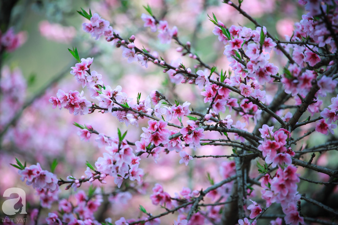 Đào rừng bung nở, gọi mùa xuân đẹp lịm tim trong những bản làng Hà Giang - Ảnh 2.