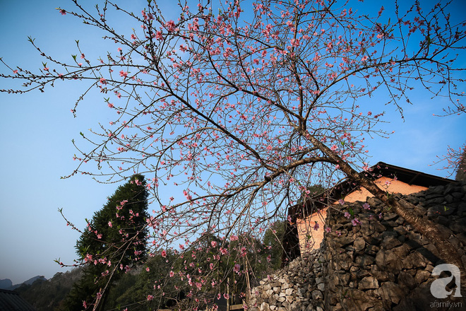 Đào rừng bung nở, gọi mùa xuân đẹp lịm tim trong những bản làng Hà Giang - Ảnh 11.