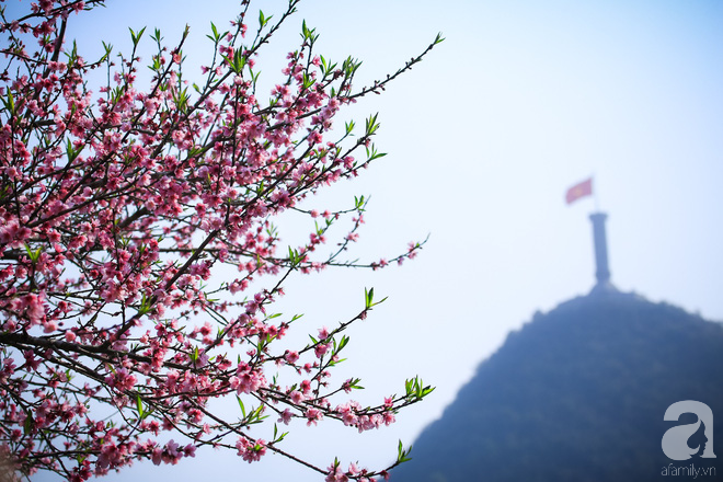 Đào rừng bung nở, gọi mùa xuân đẹp lịm tim trong những bản làng Hà Giang - Ảnh 7.