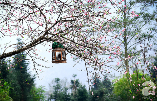 Đào rừng bung nở, gọi mùa xuân đẹp lịm tim trong những bản làng Hà Giang - Ảnh 6.