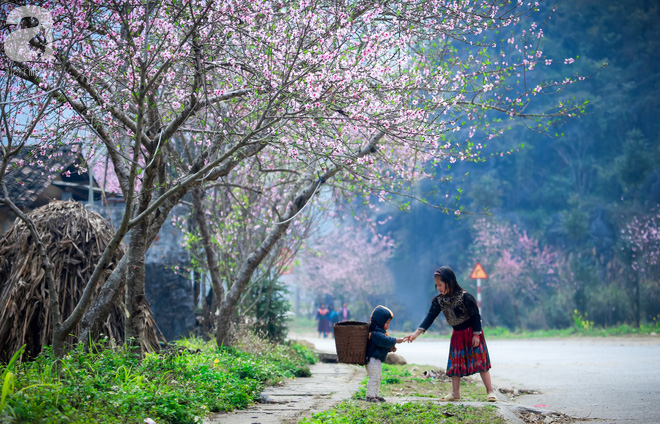 Đào rừng bung nở, gọi mùa xuân đẹp lịm tim trong những bản làng Hà Giang - Ảnh 17.