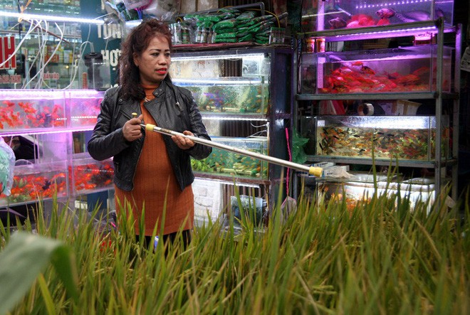 Người dân Hà Nội  săn lùng khóm lúa cây ngô về trưng Tết, Sài Gòn dưa hấu khắc hình chó giúp nghệ nhân bỏ túi hàng chục triệu đồng - Ảnh 22.