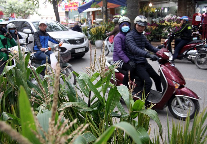 Người dân Hà Nội  săn lùng khóm lúa cây ngô về trưng Tết, Sài Gòn dưa hấu khắc hình chó giúp nghệ nhân bỏ túi hàng chục triệu đồng - Ảnh 20.