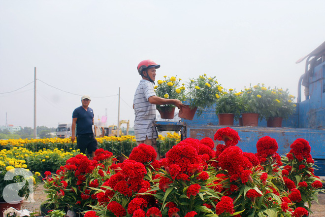 Ngày 28 Tết, tới làng hoa Thới An để hiểu một nghịch lý: Vườn mà đìu hiu thì người vui, ngược lại thì buồn - Ảnh 6.