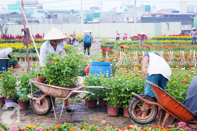 Ngày 28 Tết, tới làng hoa Thới An để hiểu một nghịch lý: Vườn mà đìu hiu thì người vui, ngược lại thì buồn - Ảnh 4.