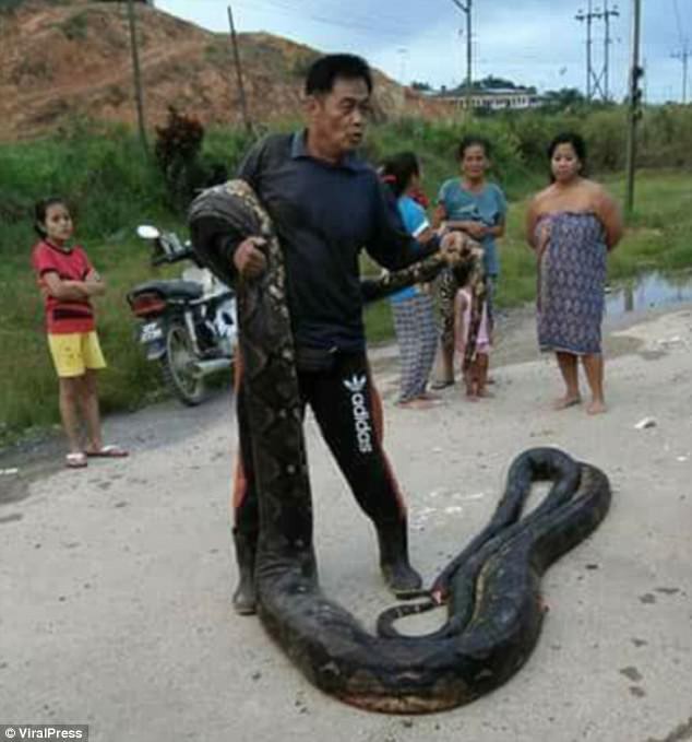 Phát hiện trăn khổng lồ 6m đang ân ái, dân địa phương bắt về làm thịt, xào lên chia cho cả làng - Ảnh 2.