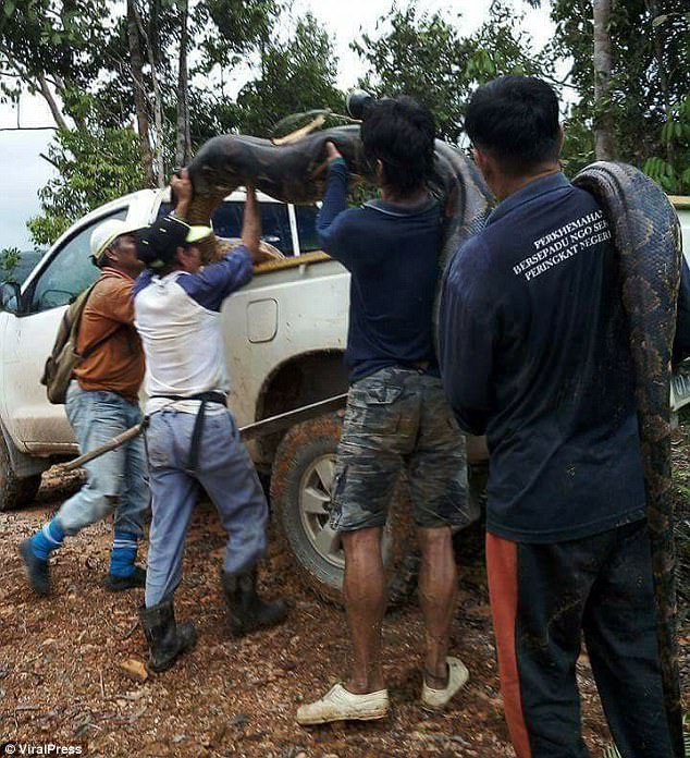 Phát hiện trăn khổng lồ 6m đang ân ái, dân địa phương bắt về làm thịt, xào lên chia cho cả làng - Ảnh 3.