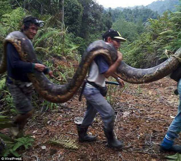 Phát hiện trăn khổng lồ 6m đang ân ái, dân địa phương bắt về làm thịt, xào lên chia cho cả làng - Ảnh 6.