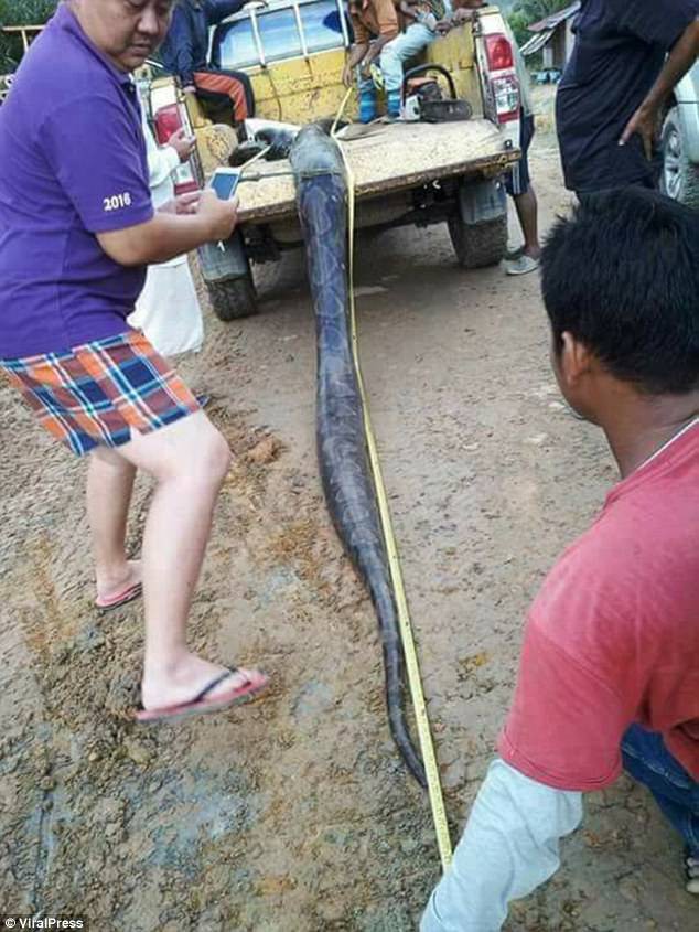 Phát hiện trăn khổng lồ 6m đang ân ái, dân địa phương bắt về làm thịt, xào lên chia cho cả làng - Ảnh 7.