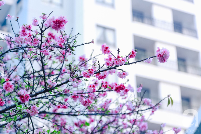 Hà Nội ngày Tết có một góc đẹp y như Nhật Bản, với những gốc hoa anh đào nở bung - Ảnh 1.