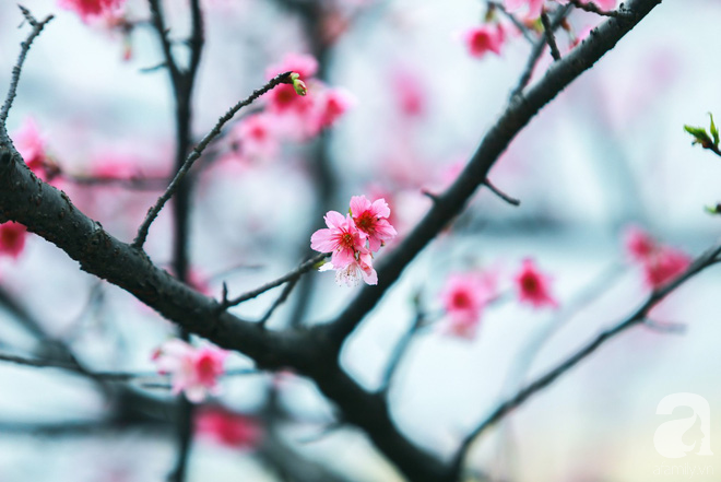 Hà Nội ngày Tết có một góc đẹp y như Nhật Bản, với những gốc hoa anh đào nở bung - Ảnh 2.
