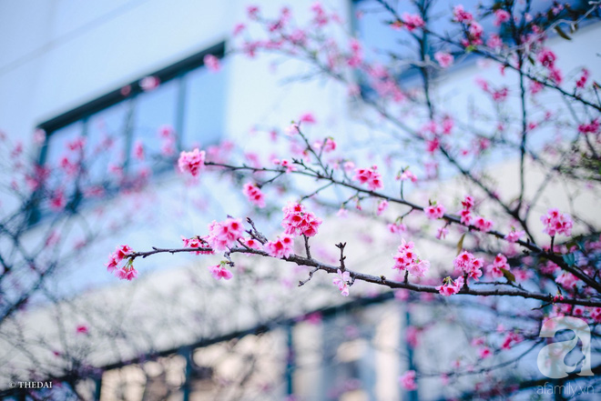 Hà Nội ngày Tết có một góc đẹp y như Nhật Bản, với những gốc hoa anh đào nở bung - Ảnh 13.