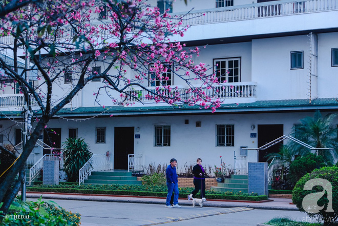 Hà Nội ngày Tết có một góc đẹp y như Nhật Bản, với những gốc hoa anh đào nở bung - Ảnh 15.