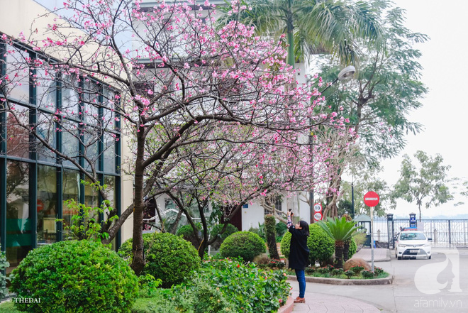 Hà Nội ngày Tết có một góc đẹp y như Nhật Bản, với những gốc hoa anh đào nở bung - Ảnh 16.