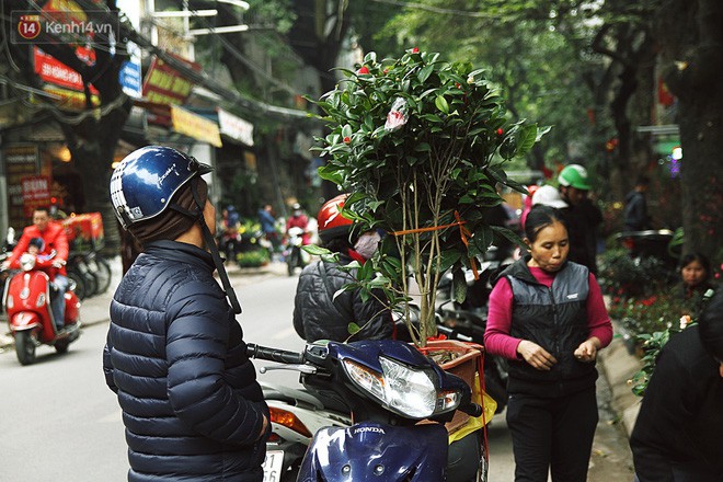 Đào tiến vua đại náo thị trường hoa Tết, giá bán lên tới hàng chục, hàng trăm triệu đồng - Ảnh 3.