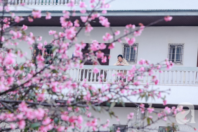 Hà Nội ngày Tết có một góc đẹp y như Nhật Bản, với những gốc hoa anh đào nở bung - Ảnh 7.