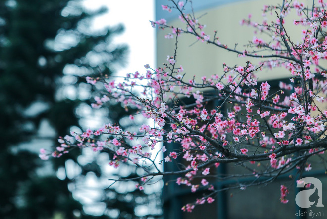 Hà Nội ngày Tết có một góc đẹp y như Nhật Bản, với những gốc hoa anh đào nở bung - Ảnh 9.