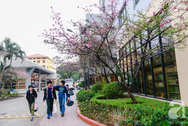 Hà Nội ngày Tết có một góc đẹp y như Nhật Bản, với những gốc hoa anh đào nở bung - Ảnh 10.