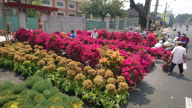 Tới giờ dẹp chợ hoa xuân ở Sài Gòn, cây kiểng bán tháo rẻ như cho nhưng vẫn bị người dân ép giá - Ảnh 4.