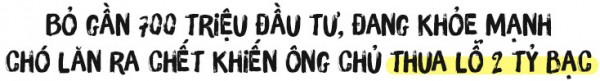 Người 30 năm nuôi chó Phú Quốc: ‘Tôi từng khóc, đóng cửa giao dịch 7 ngày để tưởng nhớ con thủ lĩnh’ - Ảnh 1.